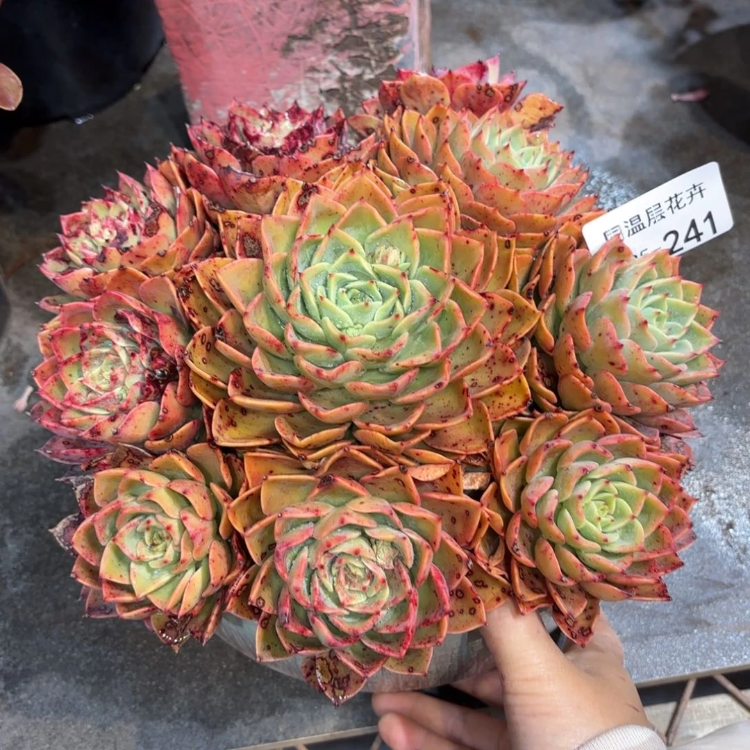 同温层多肉贝拉多娜241
