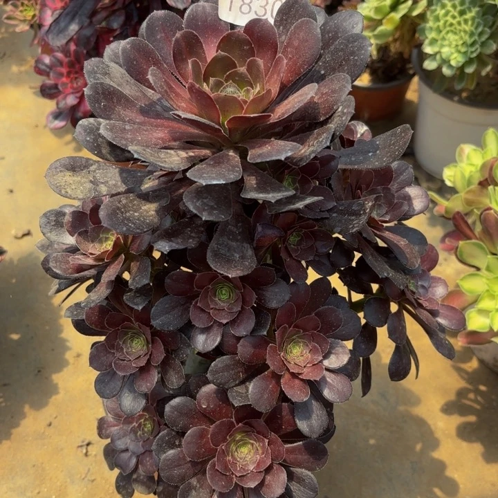 原叶黑法师多肉处理不包断头1830