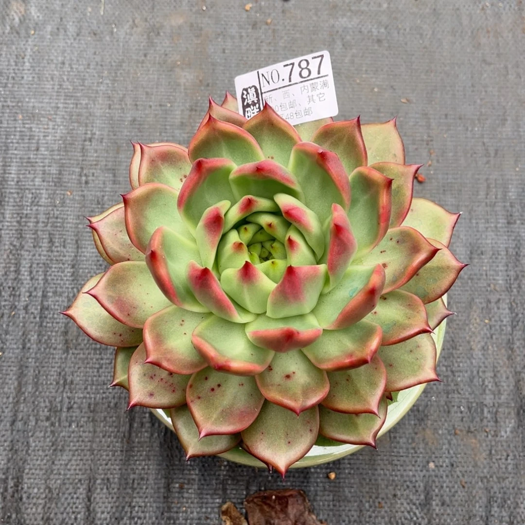 787………………………………粉钻