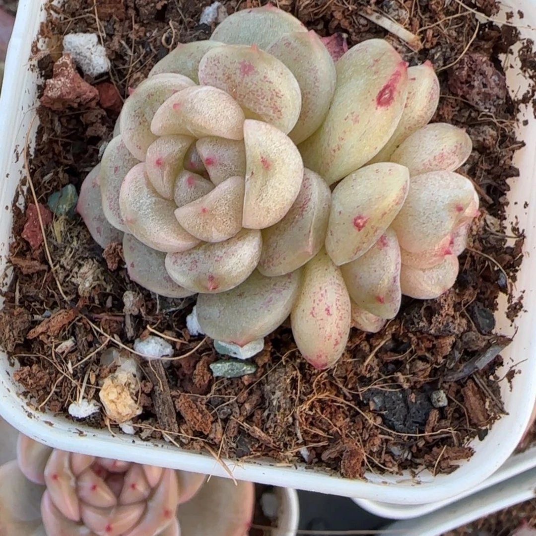 小卡拉米糖心一物一拍