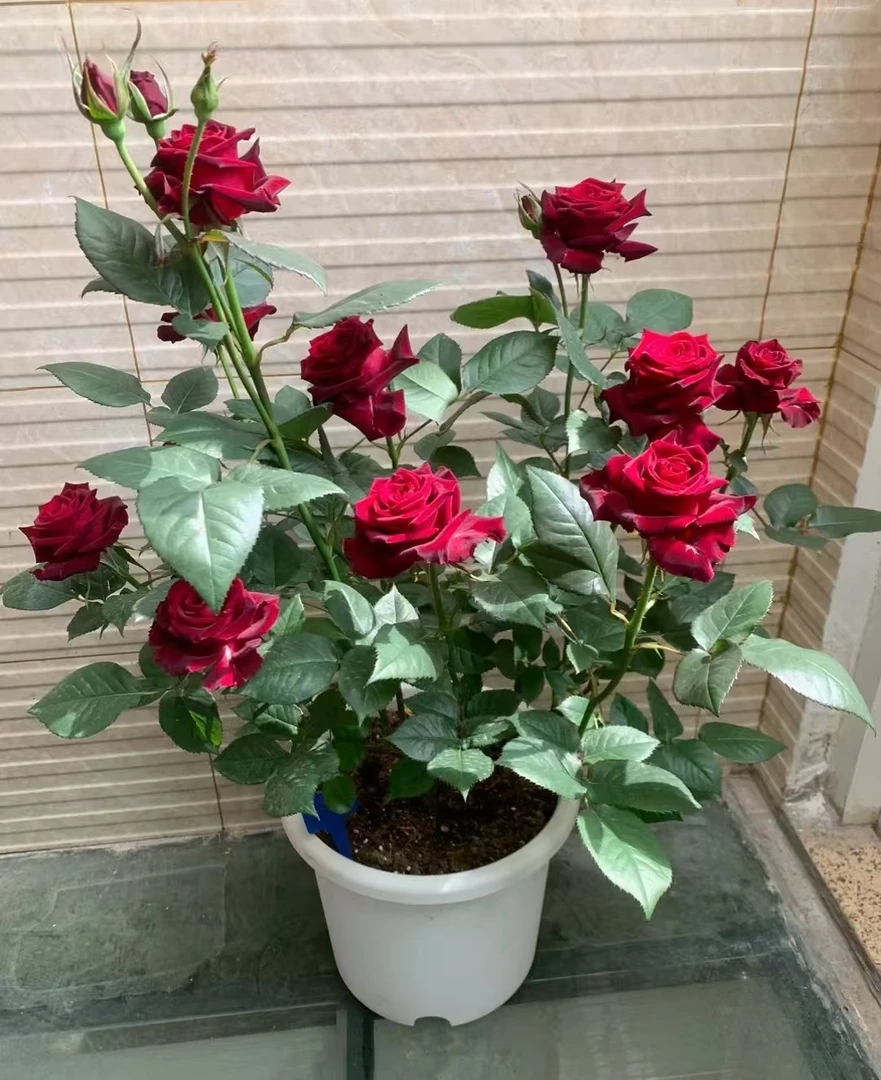 【新疆包邮】红玫瑰月季盆栽室内阳台庭院好养