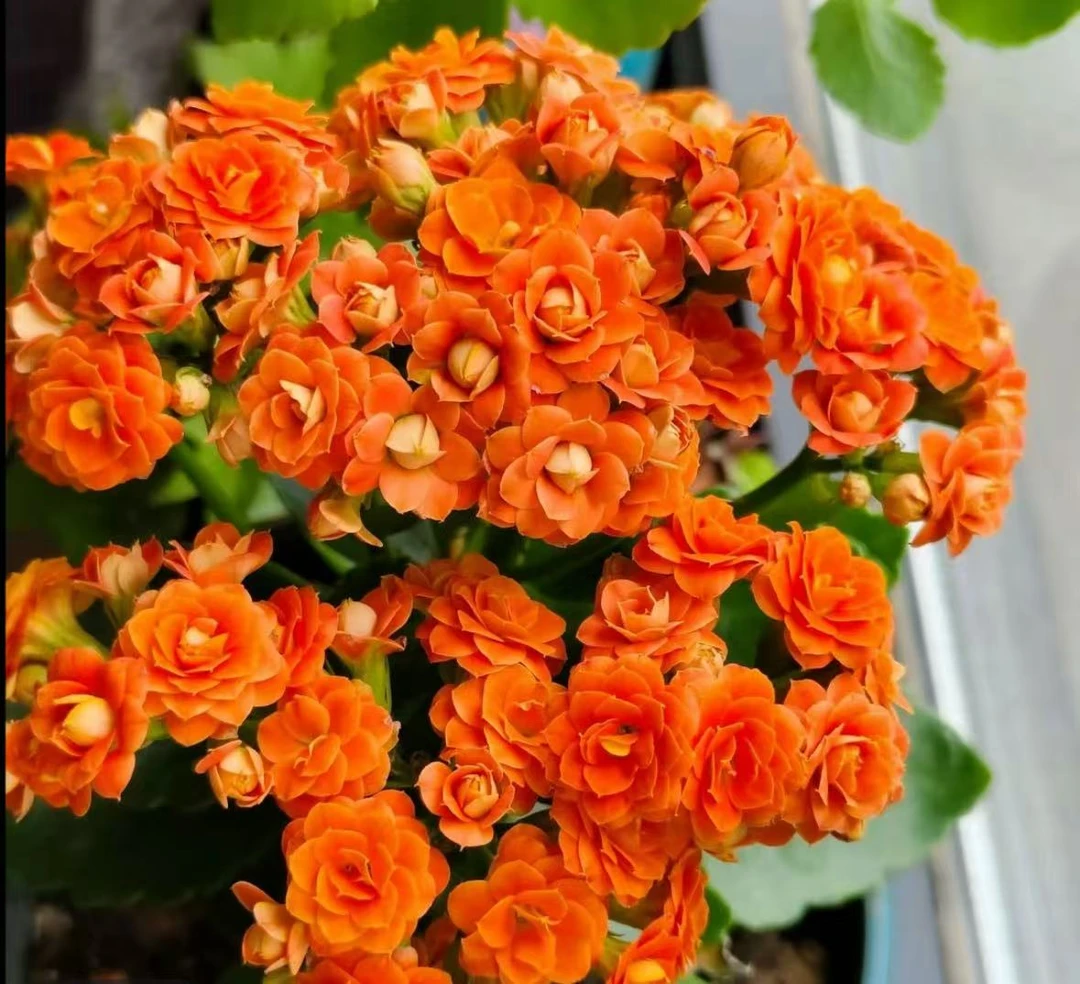 【橙色芭比】  精品重瓣带花苞长寿花阳台室内花卉
