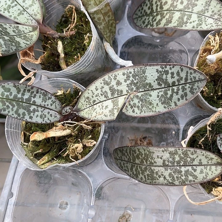 叶损瑕疵1.7山彩西