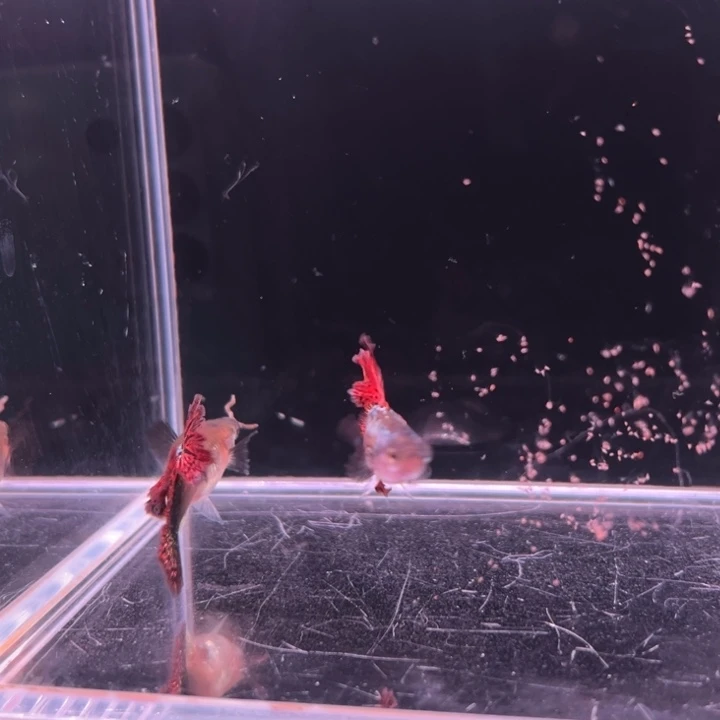 孔雀鱼半月尾红龙1对