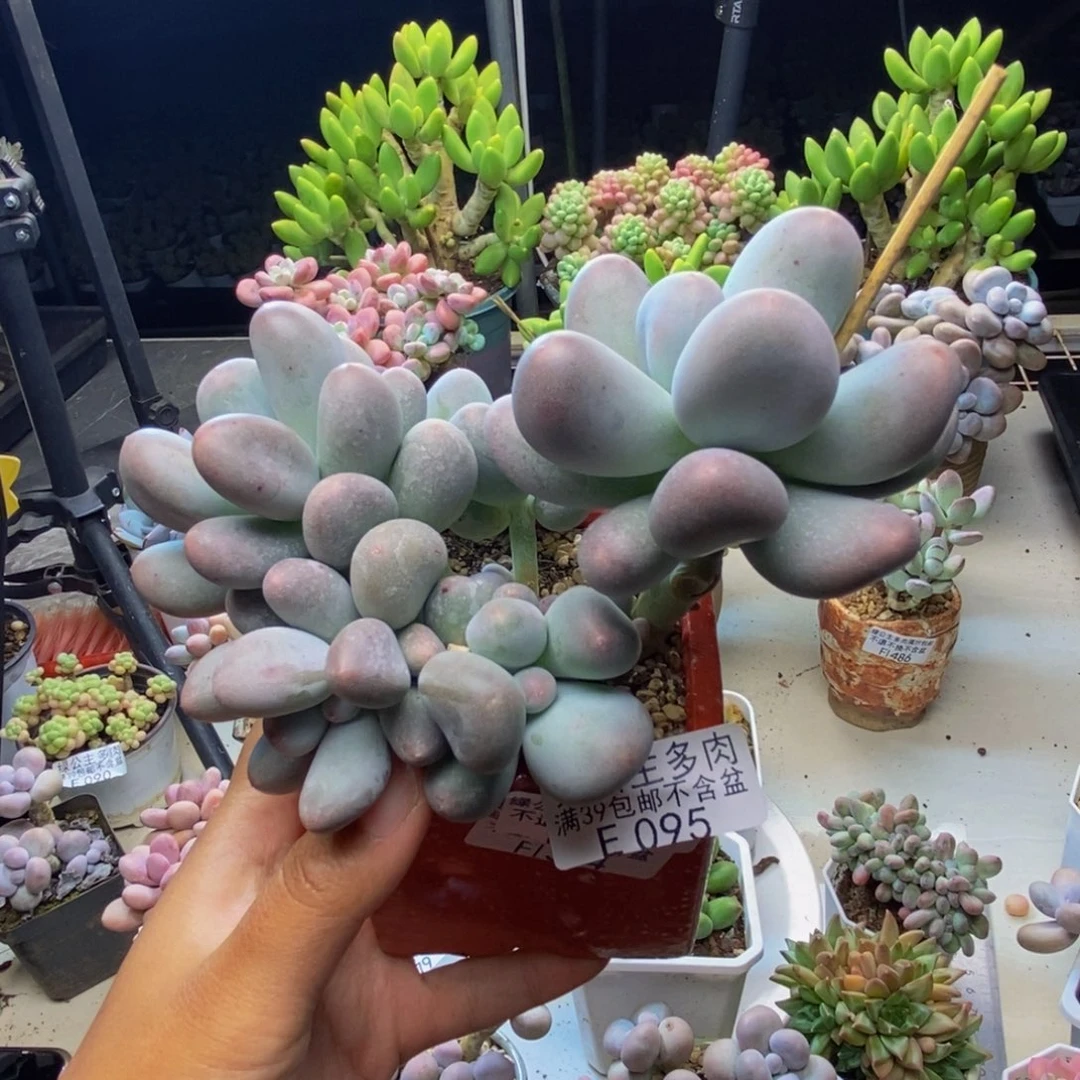 095米可奶多肉9cm