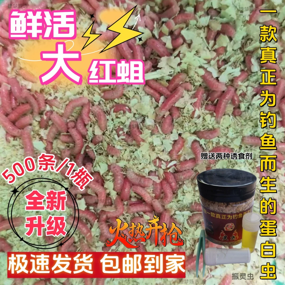 全新升级蛋白虫鲜活大红蛆钓鲫鱼鲤鱼石斑马口野钓溪流黑坑通用