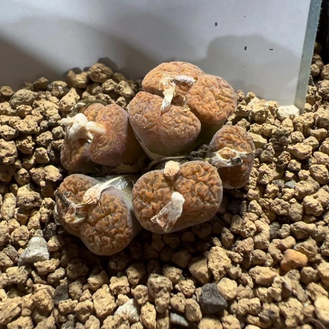 21-260肉锥多肉植物