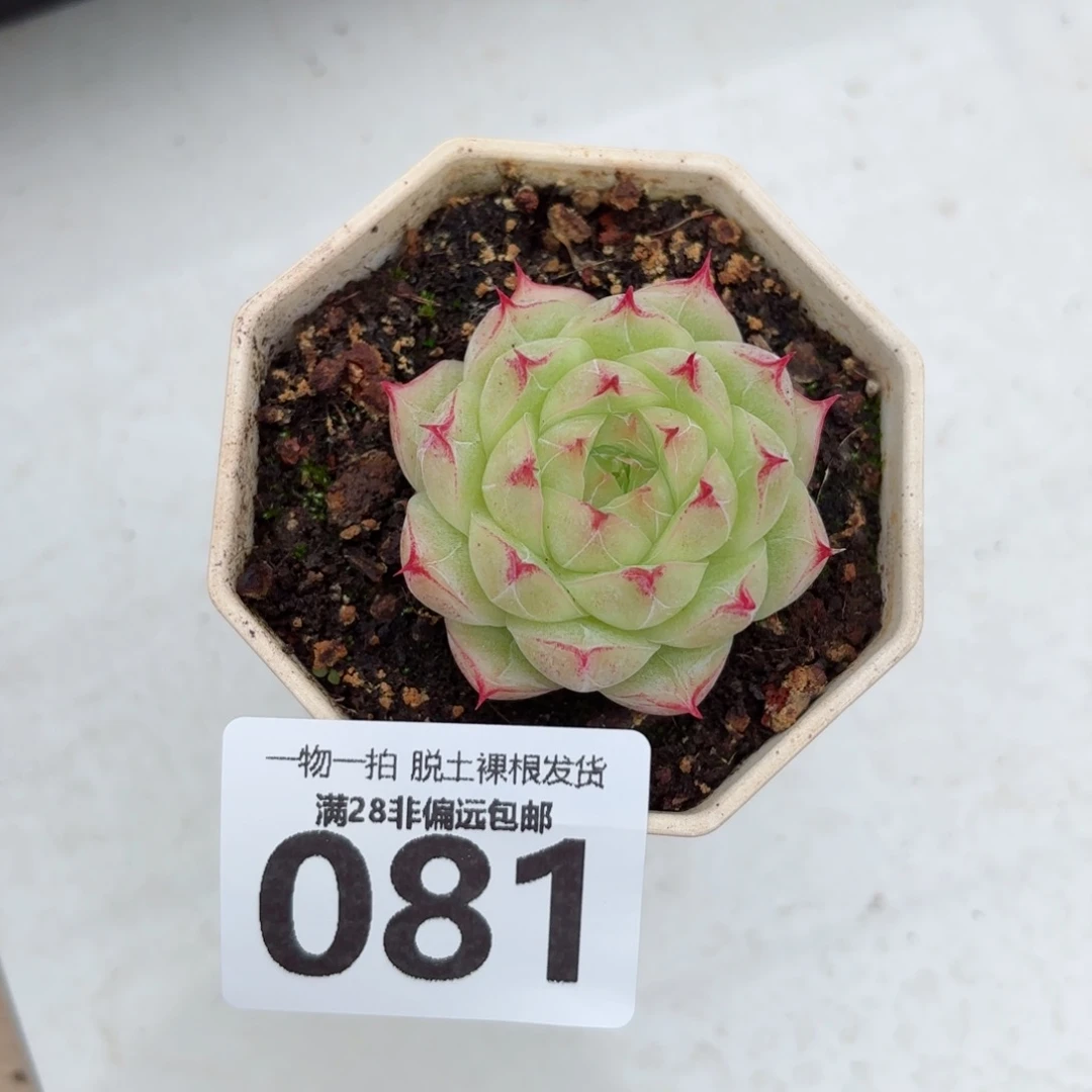 莲华单头无盆土发货