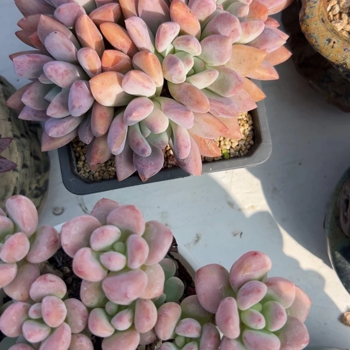 3***糖多肉植物一物一拍