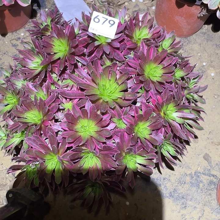 多肉植物断枝不包679凤凰