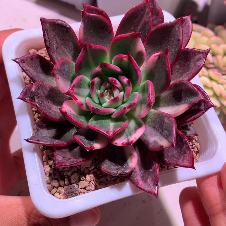 多弗朗明戈拉丝锦带侧芽