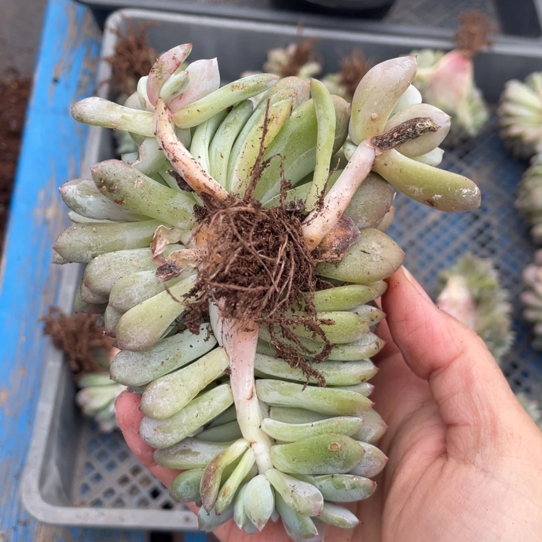 微瑕，实生，星影缀化。