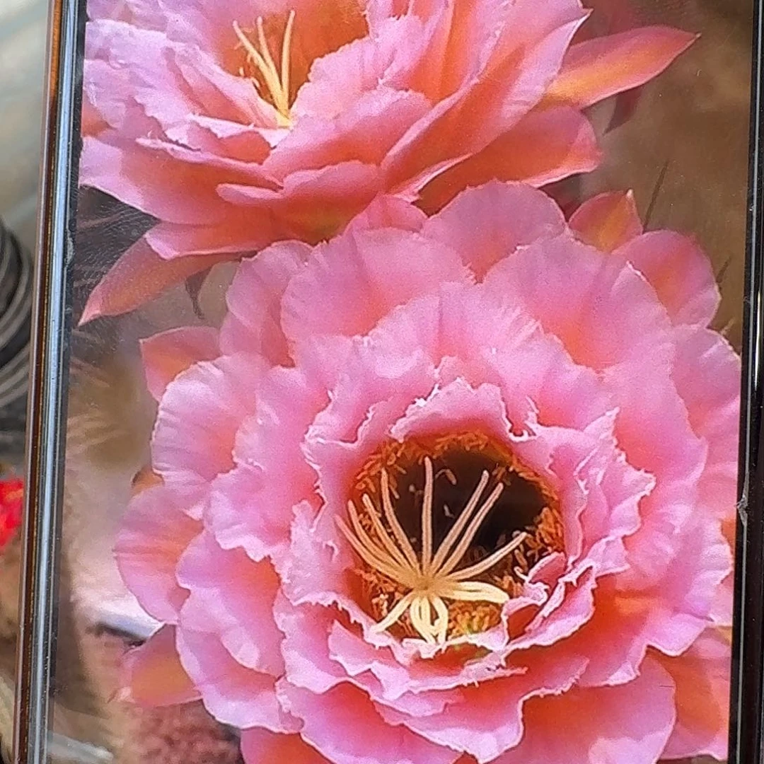 粉桃精灵带根高15公分毛花柱