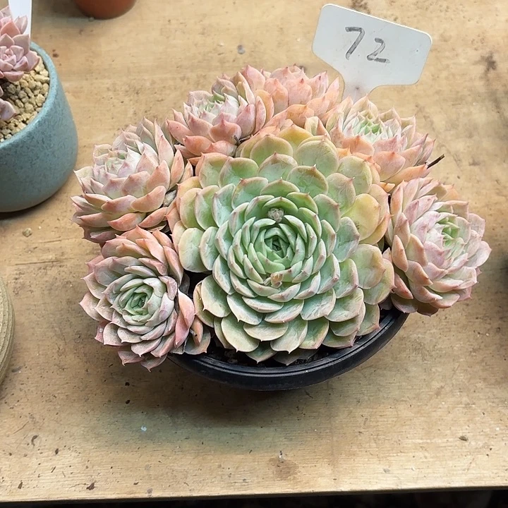 多肉植物，昂斯若72号