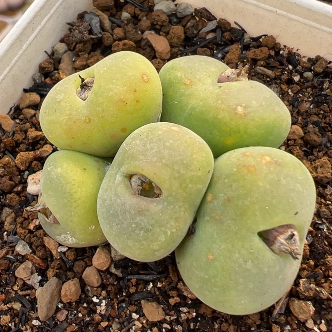 103多肉植物百科植物