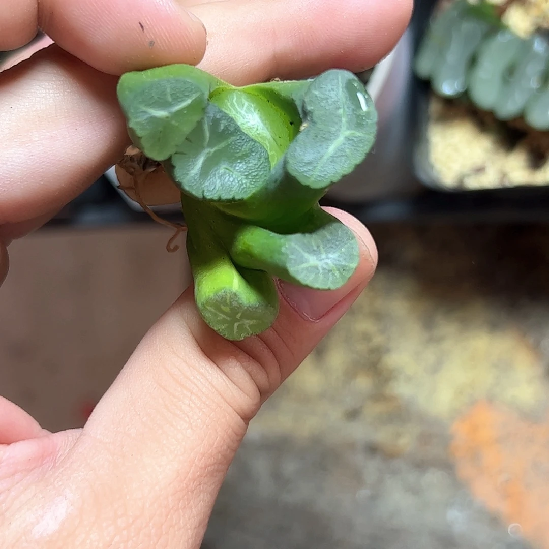 不死鸟十二卷多肉植物园