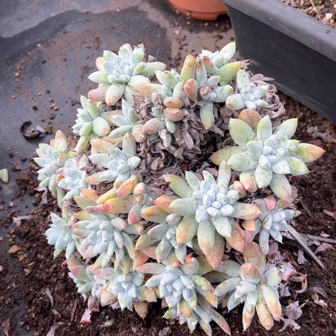 紫****9616哈哈哈哈哈哈哈哈