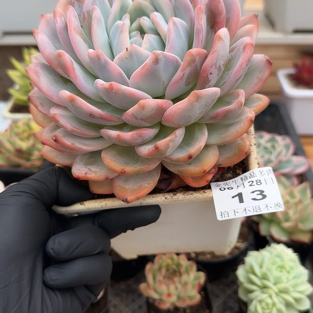 0628-13橙梦露锦大单头