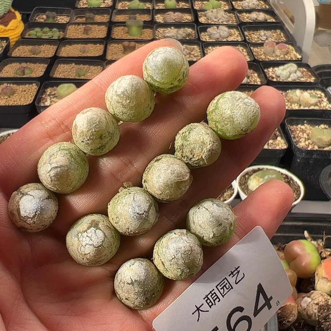 量拍灯泡13颗一组   尺寸1.0