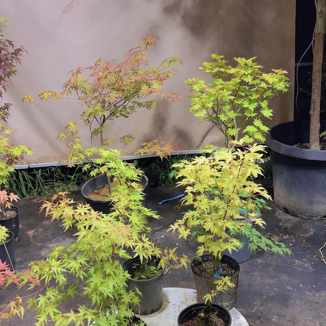 无花朵安妮艾琳枫树