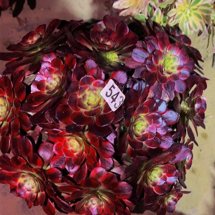 543水果糖多肉植物处理不售后