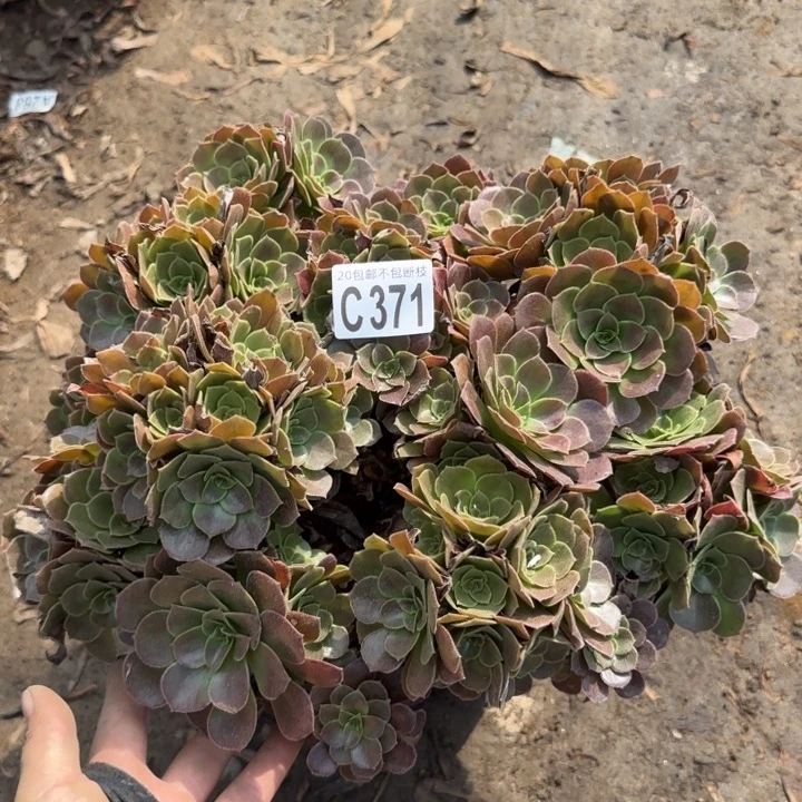 荷兰玫瑰……多肉植物……