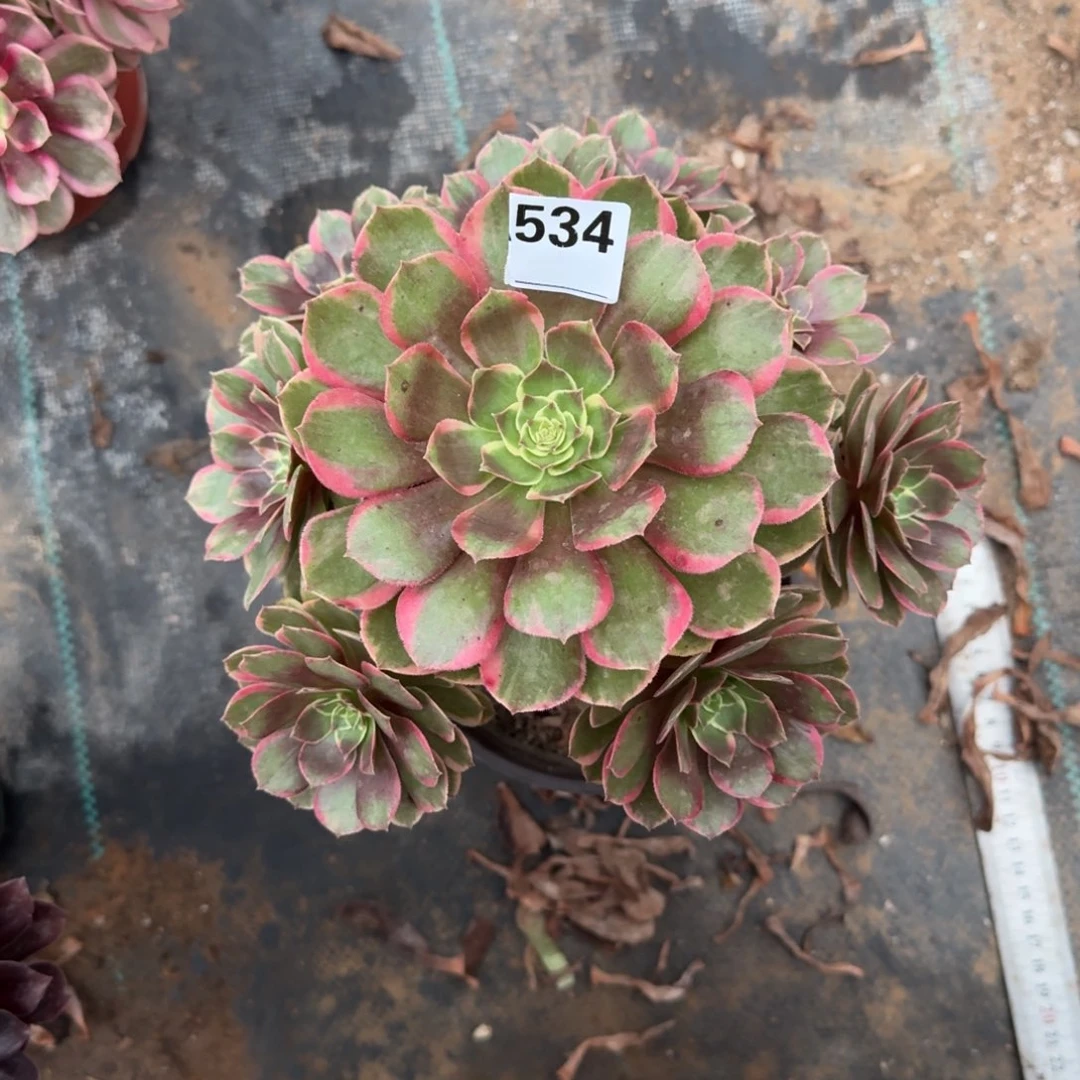 粉花妖一物一拍534