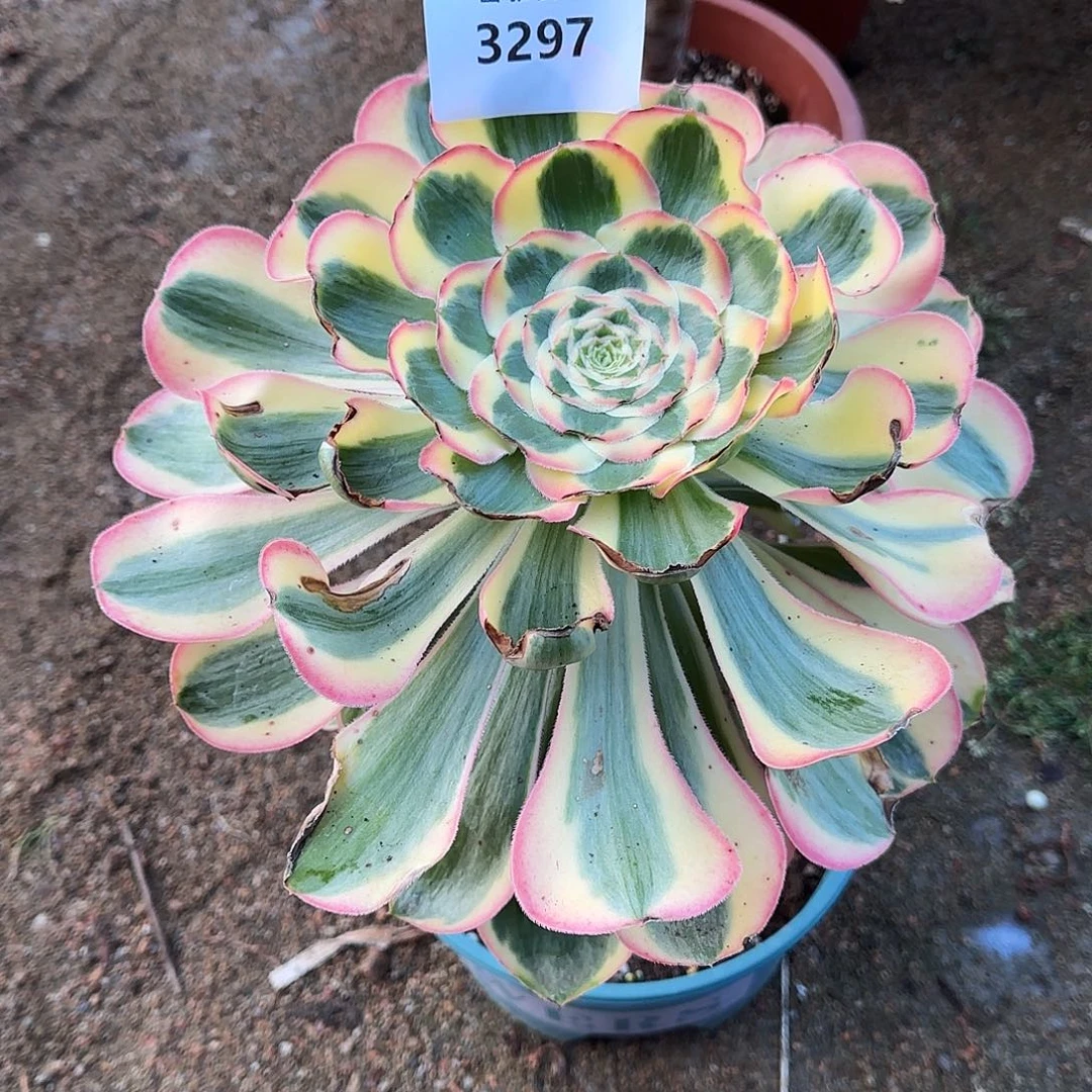 多肉植物王妃3297