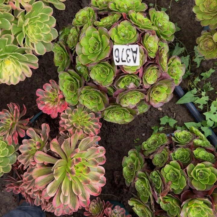 梅金花30-25包邮花花
