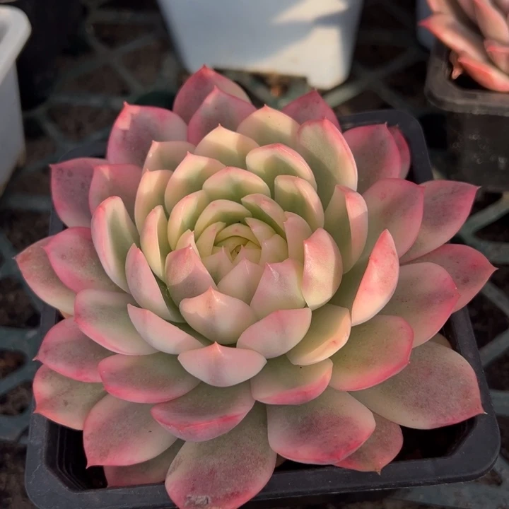 粉水晶锦一物一拍锦龙