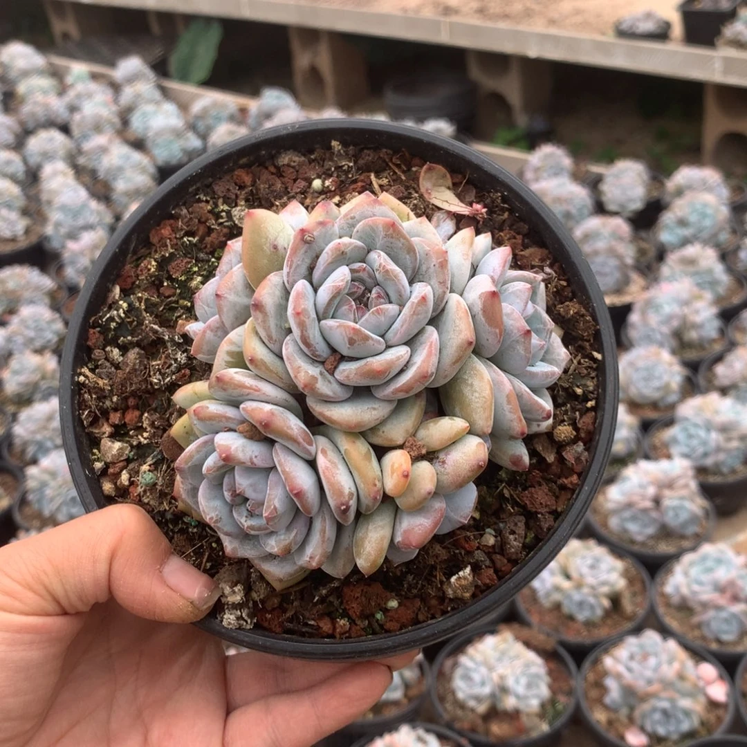 无花朵无砍花花花花花花花花16