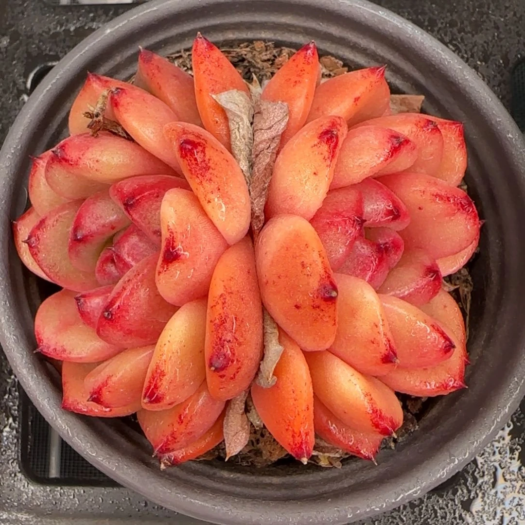 从前慢花园精选多肉韩版水晶珍妮