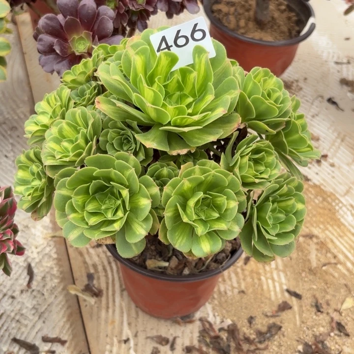 翡翠琉璃多肉植物不包损466