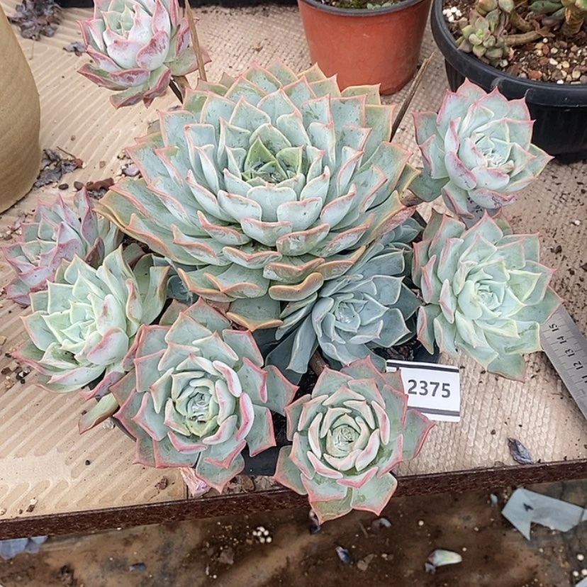 【闪购商品】露西娜变异2375