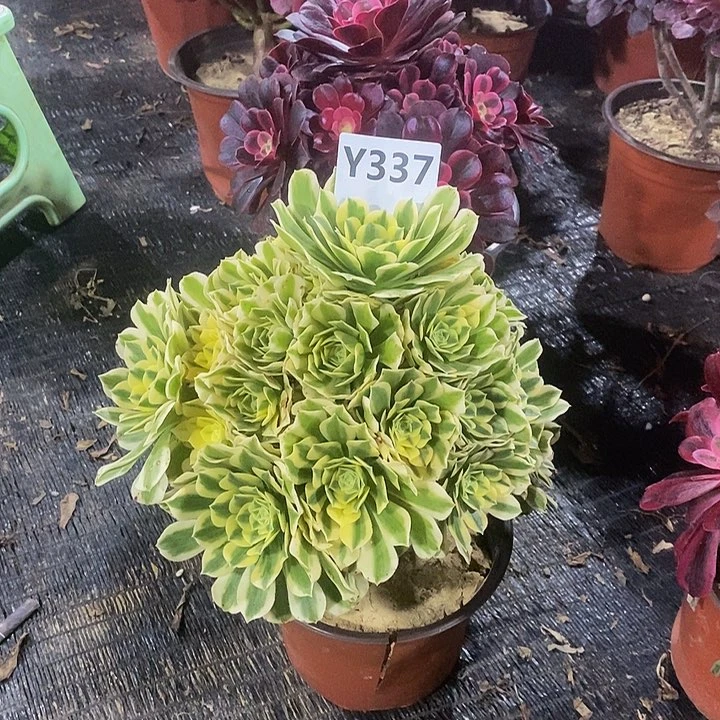 碧**天迈巴赫337。