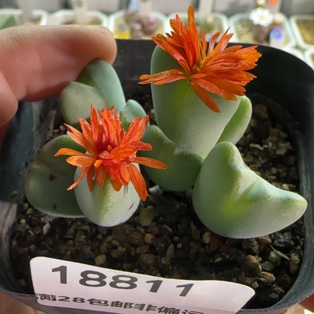 【闪购商品】18811璇花少将