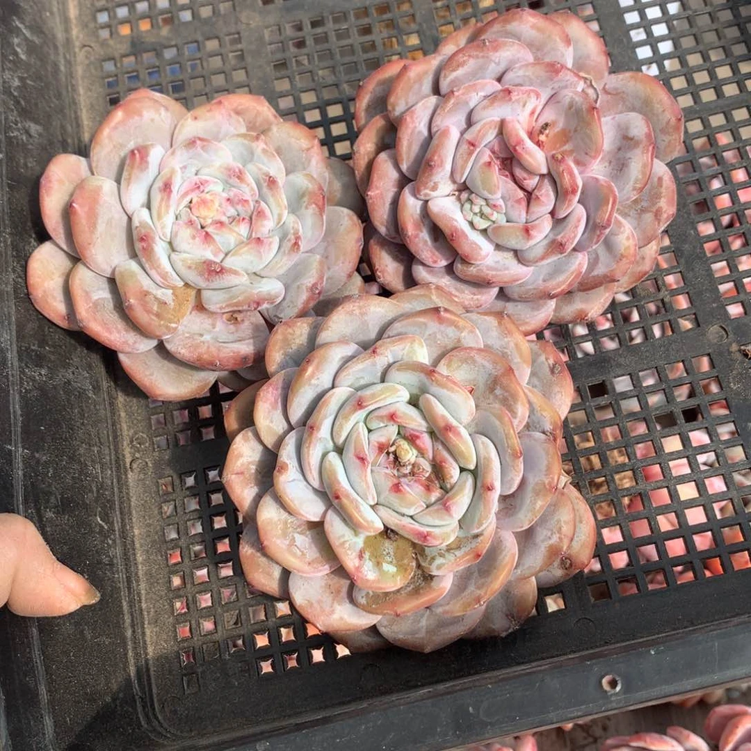 哈哈哈哈哈哈哈哈哈哈