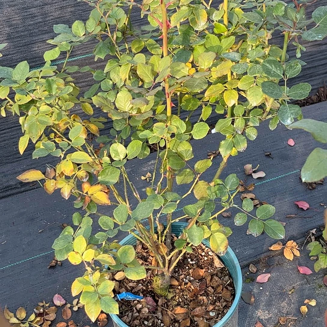 无花朵庞巴度，1.8加仑土球修剪发货