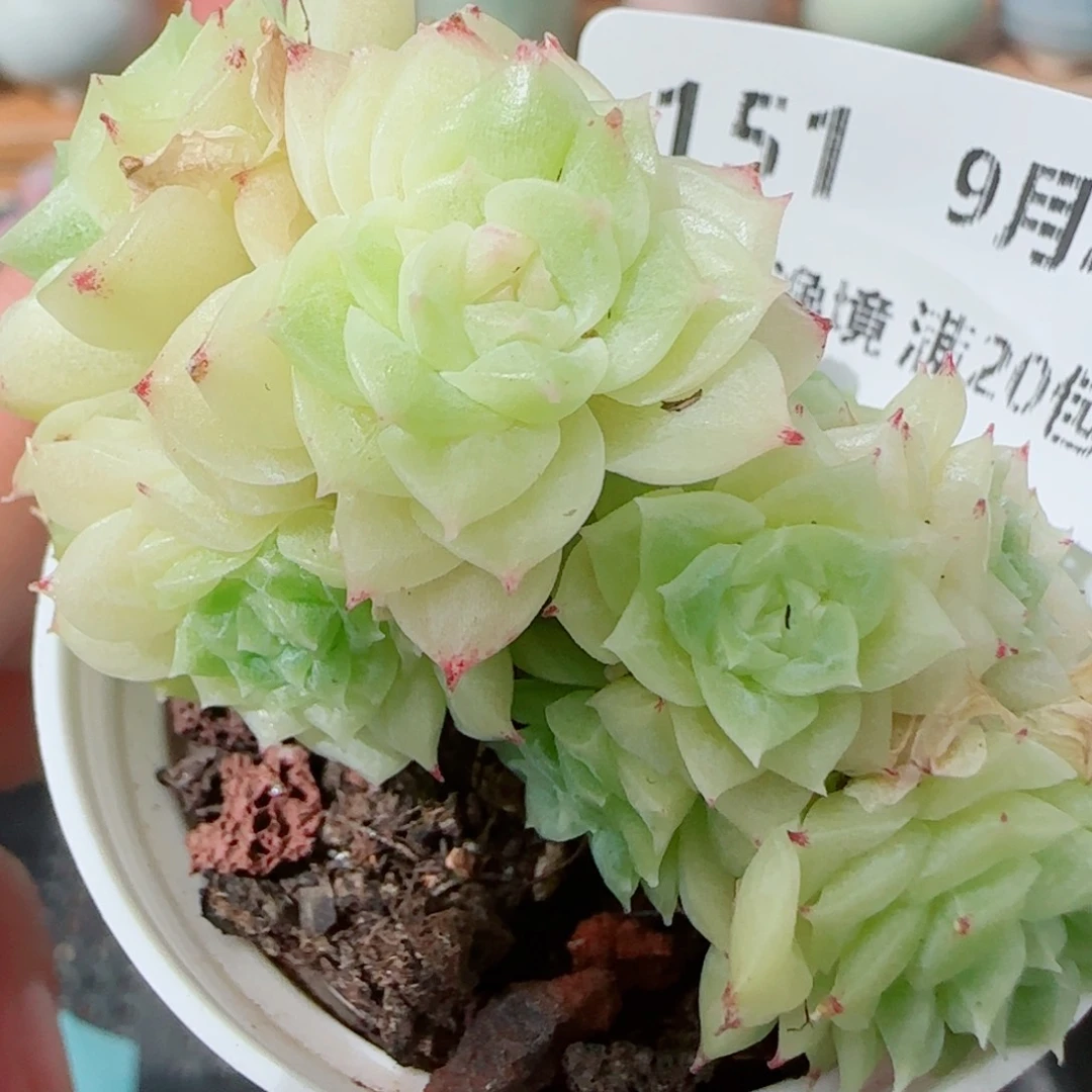 花语逸镜0927-151散