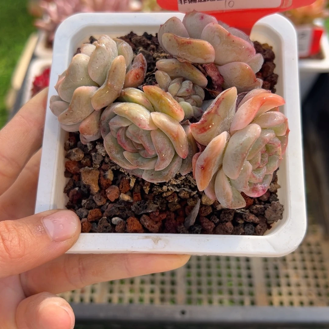 表妹精品多肉6293.