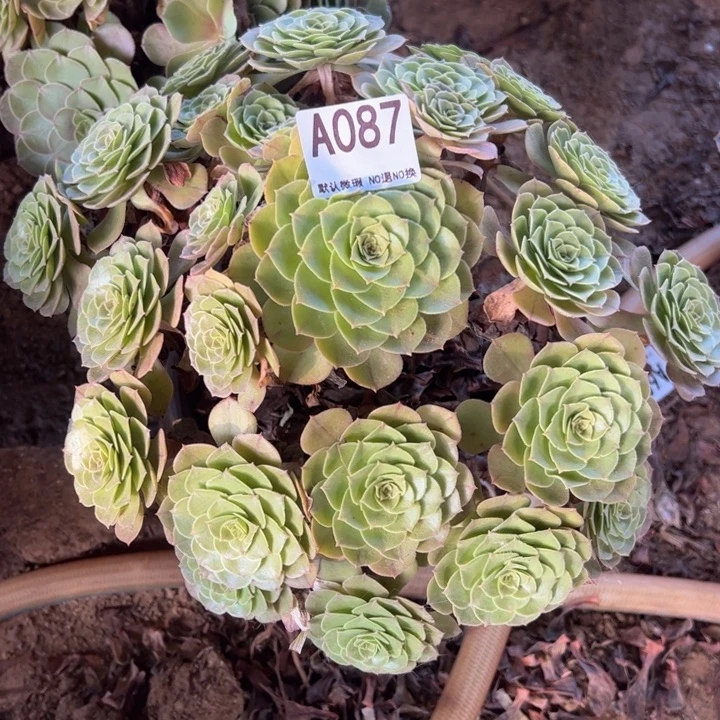 万圣节多肉植物087.
