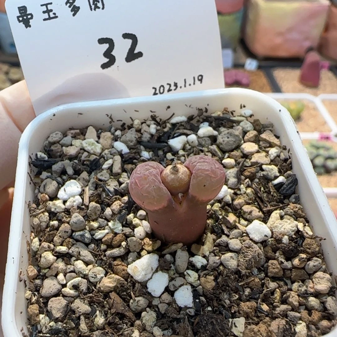 淼*淼多肉多肉多肉1.19-032