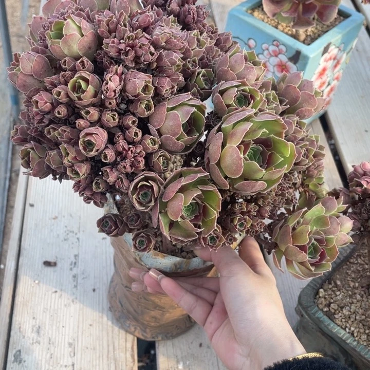 多肉的大长毛猫也好喜欢呀呜呜