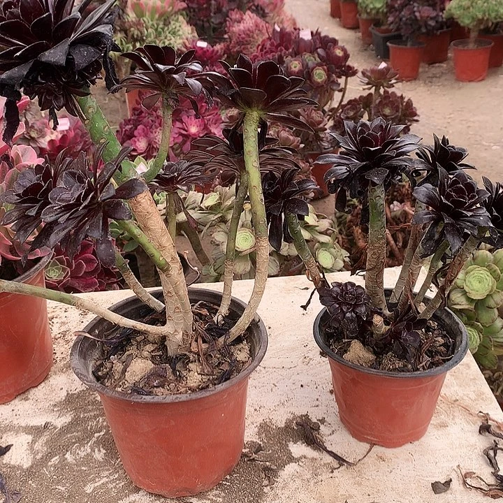 161魔法师多肉植物