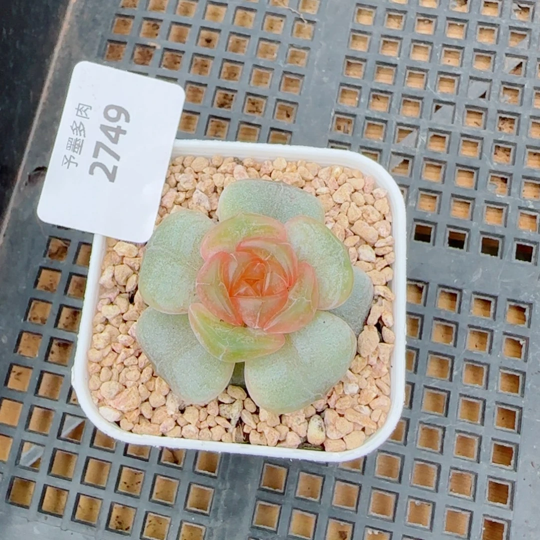 宫花，2749多肉植物