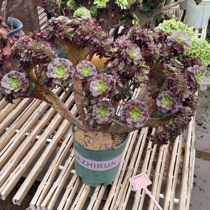 法师老桩缀化花纳