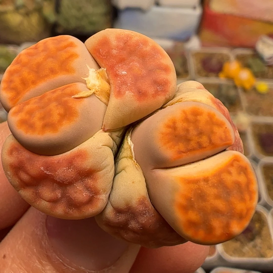 冰橙母本多肉植物百科