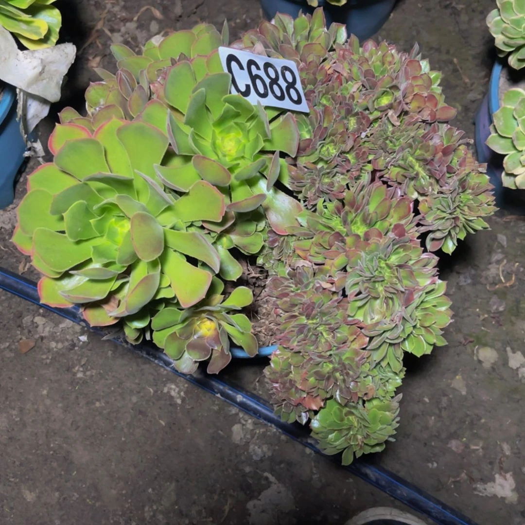 雅典娜法师26////-26包邮