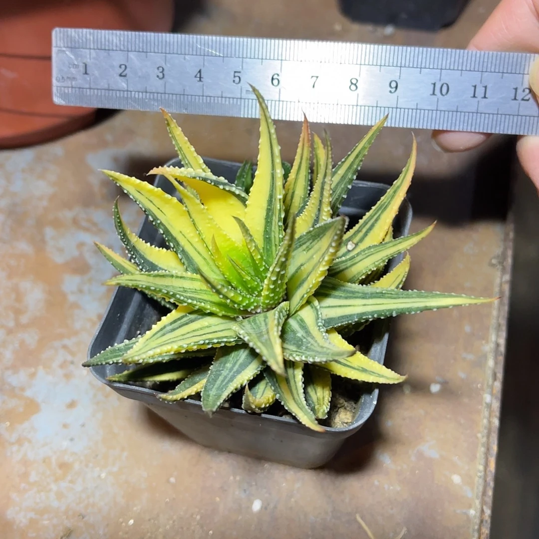 金城锦一物一拍的