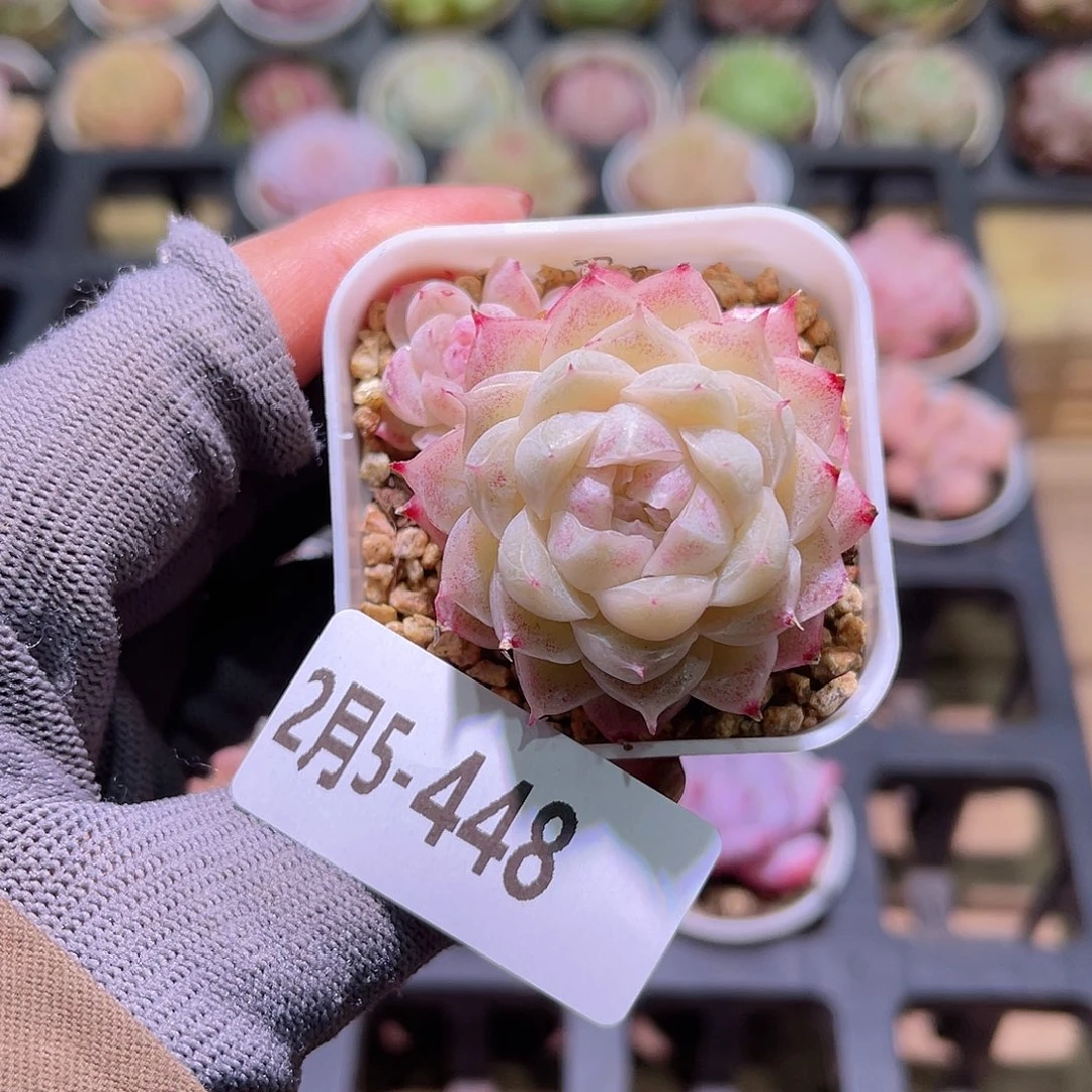 花05-448麦秆不包整